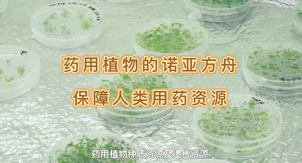 ҩ��ֲ���ŵ�Ƿ�������������ҩ����Դ